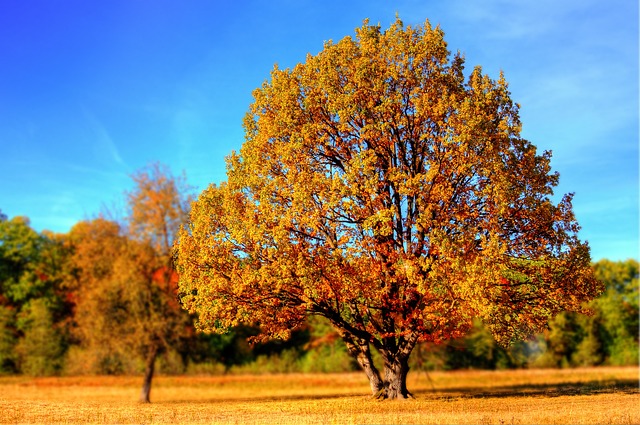 an autumnal tree with a bright blue sky background