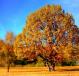 an autumnal tree with a bright blue sky background